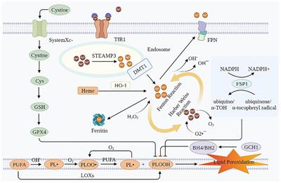 Frontiers | Relevance Of Ferroptosis To Cardiotoxicity Caused By ...